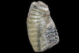 Partial Southern Mammoth Molar - Hungary #87553-2